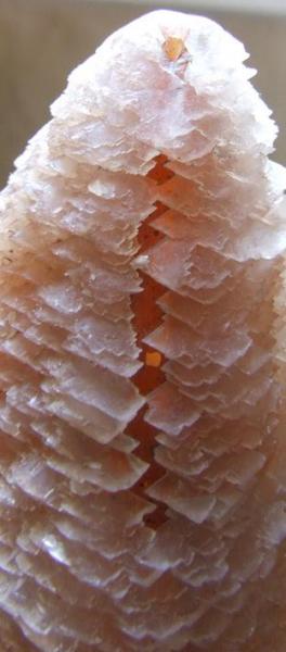 calcite 3.JPG