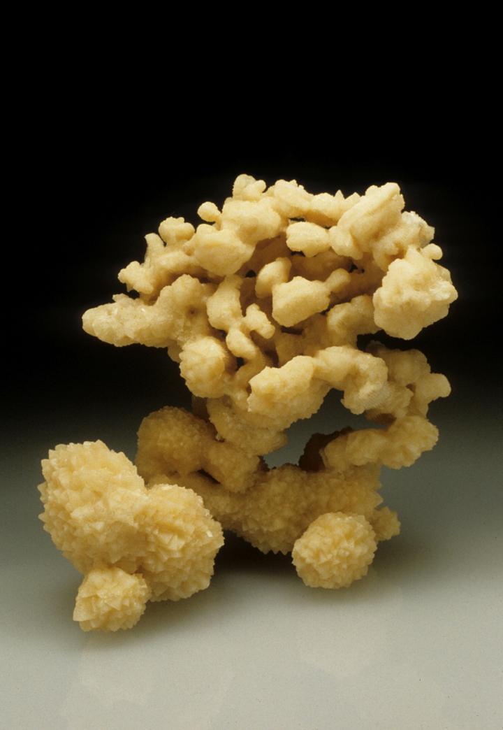 Calcite pseudo coral - Key Largo_Florida_USA.jpg