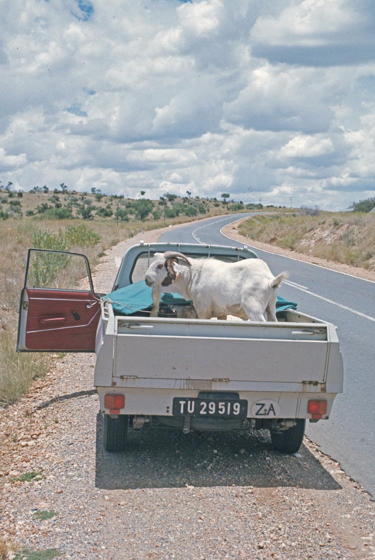 Namibia Tsumeb - on way to - our goats 1975 78.jpg