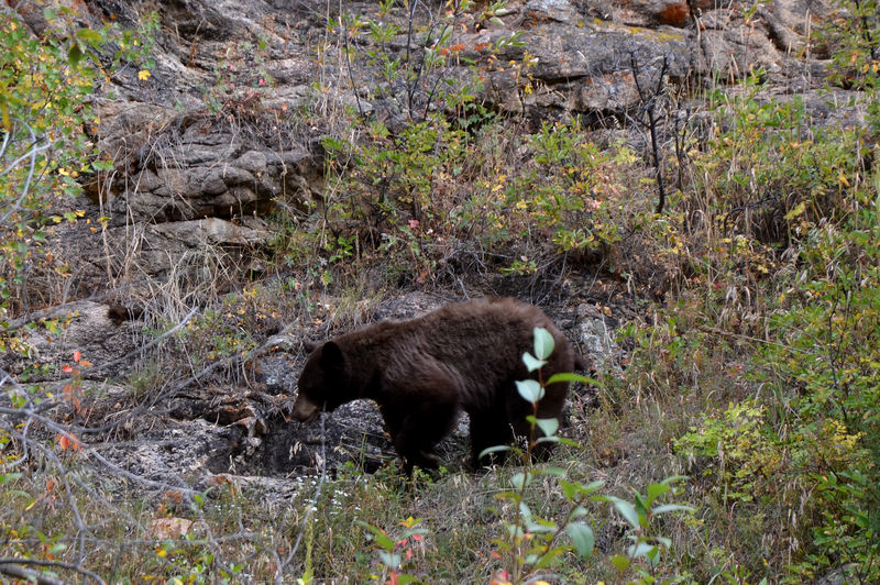 Black bear - Rocky Mt. NP.jpg