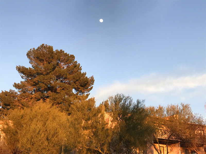 Tucson 2020 - Pretty Westward Look.jpg