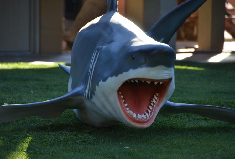 Tucson 2012 - The Shark.jpg
